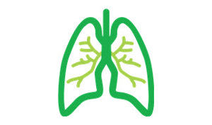 An anatomical depiction of human lungs, emphasizing their role in breathing and gas exchange.