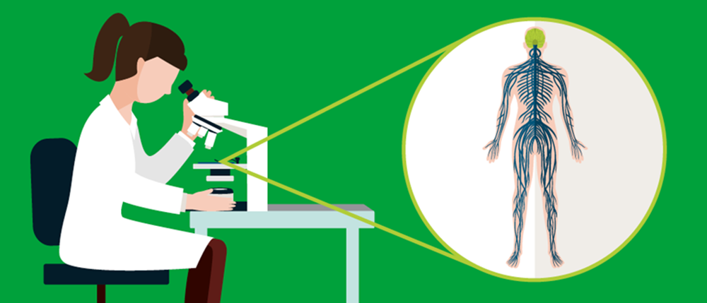scientist nerve system.png